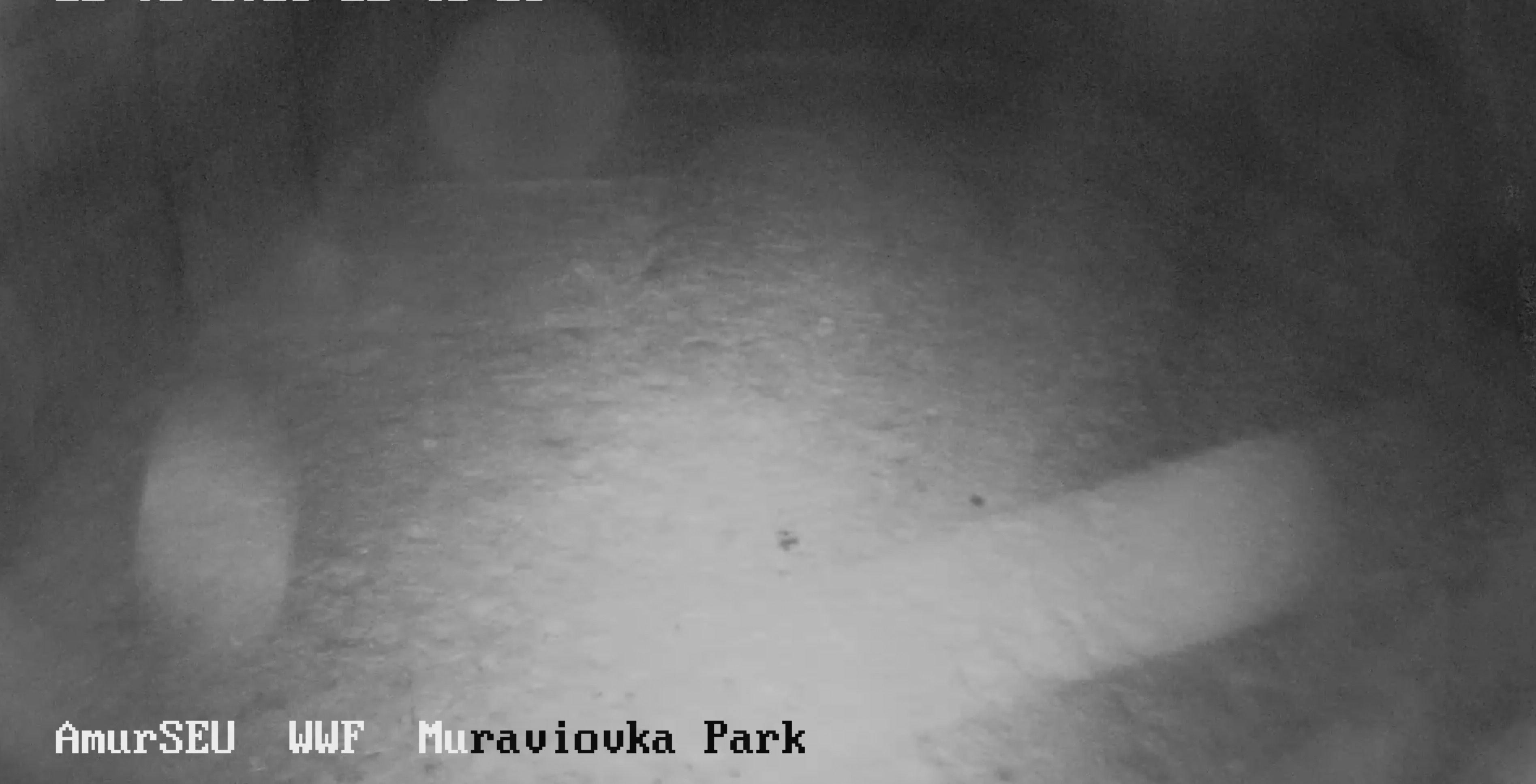 Вид с камеры на гнездо японских журавлей в Муравьёвском парке