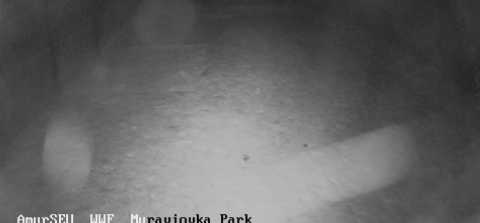 Вид с камеры на гнездо японских журавлей в Муравьёвском парке