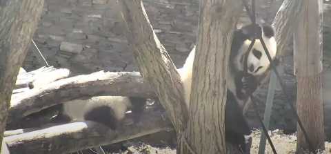 Вид с камеры на панд в заповеднике