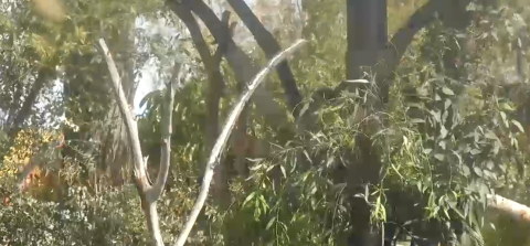 Вид  с камер на коал в зоопарке