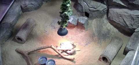 Вид с камеры на вольер в тульском экзотариуме