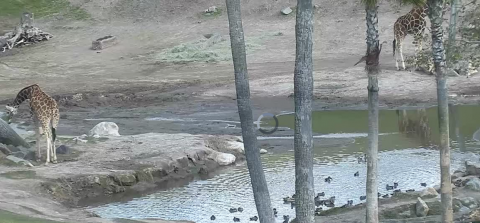 Вид с камеры на жирафов в Сафари парке