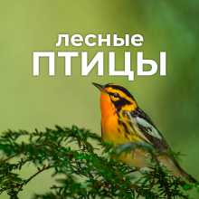 Лесные птицы - телеканал о пении птиц в лесу