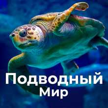 Подводный мир - логотип релакс тв канала