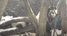 Вид с камеры на панд в заповеднике