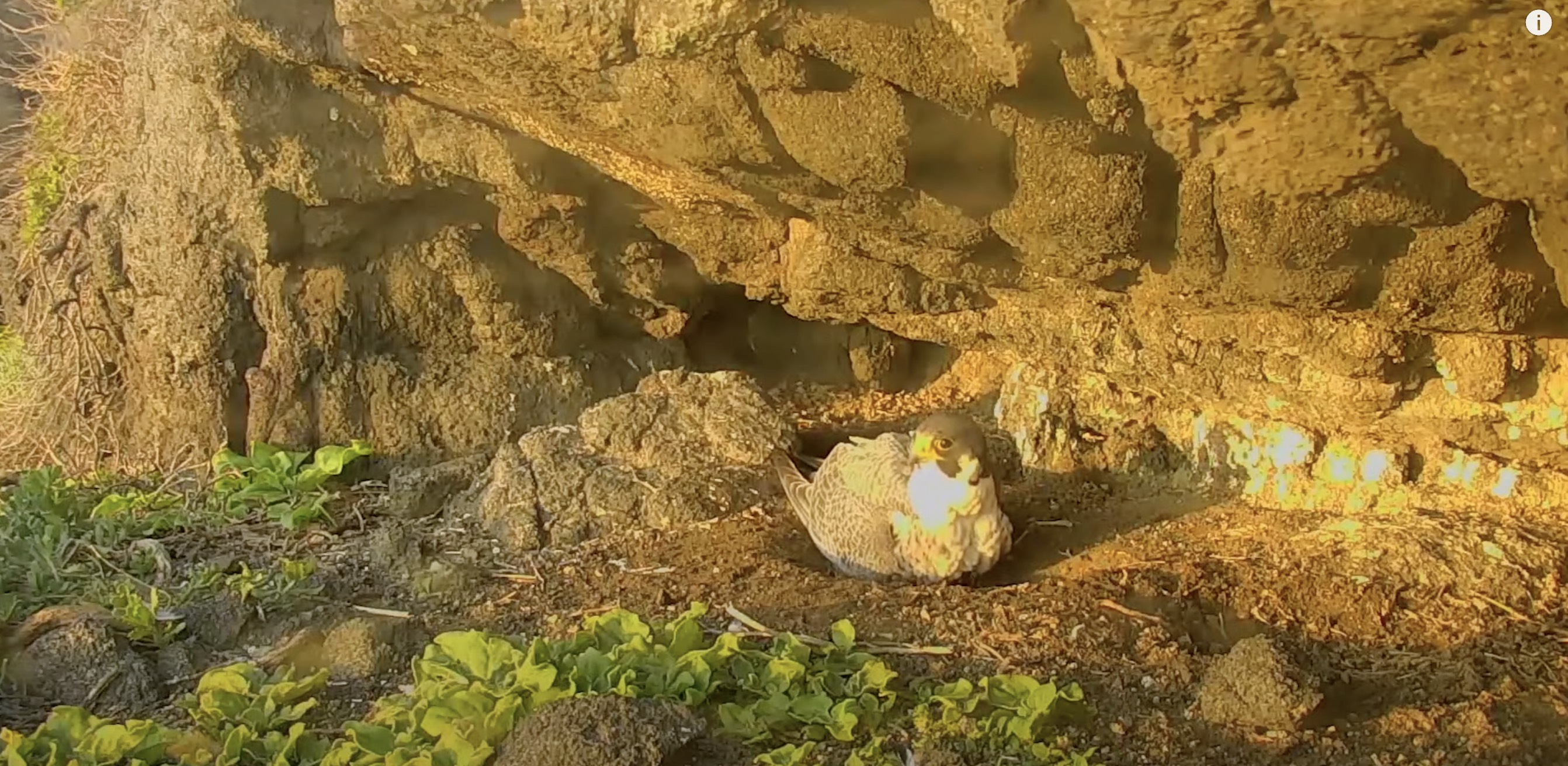 Вид с камеры на гнездо сапсанов на острове Анакапа