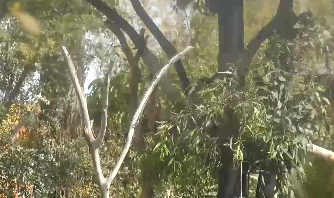 Вид  с камер на коал в зоопарке