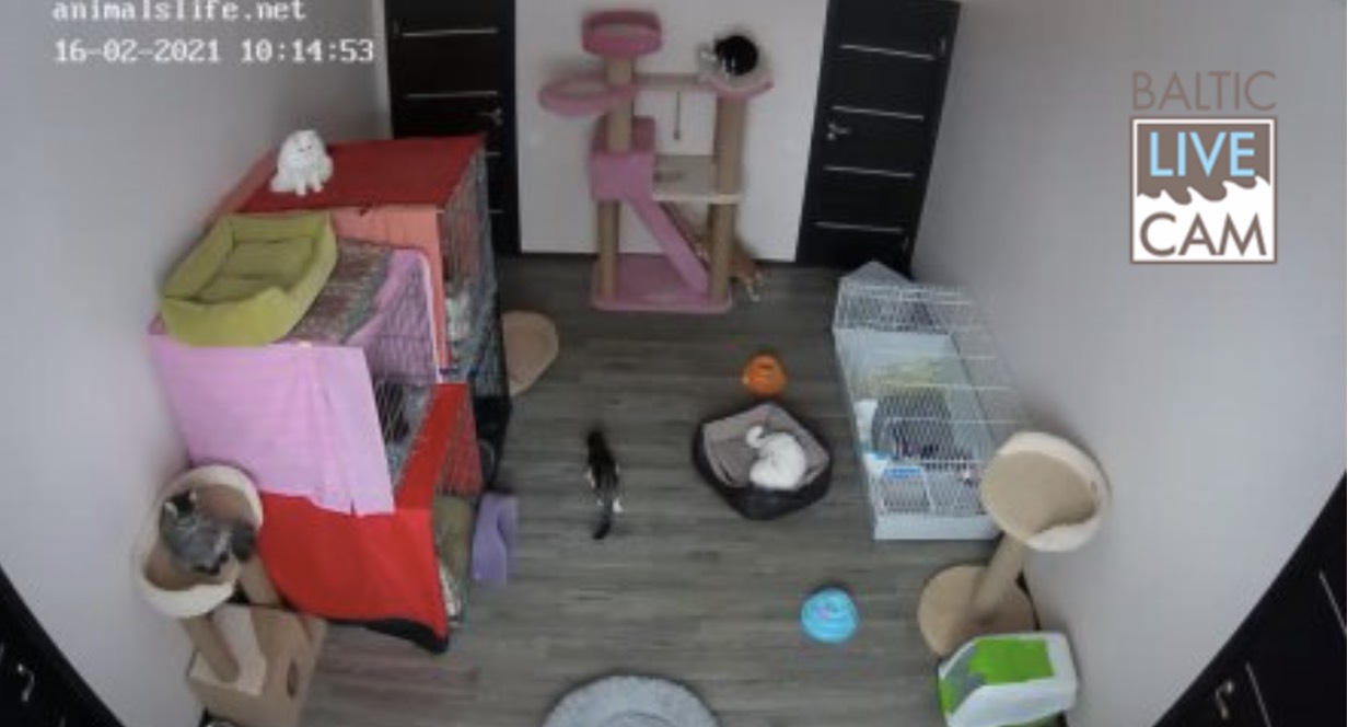 Вид с камеры на кошек в приюте, Хабаровск